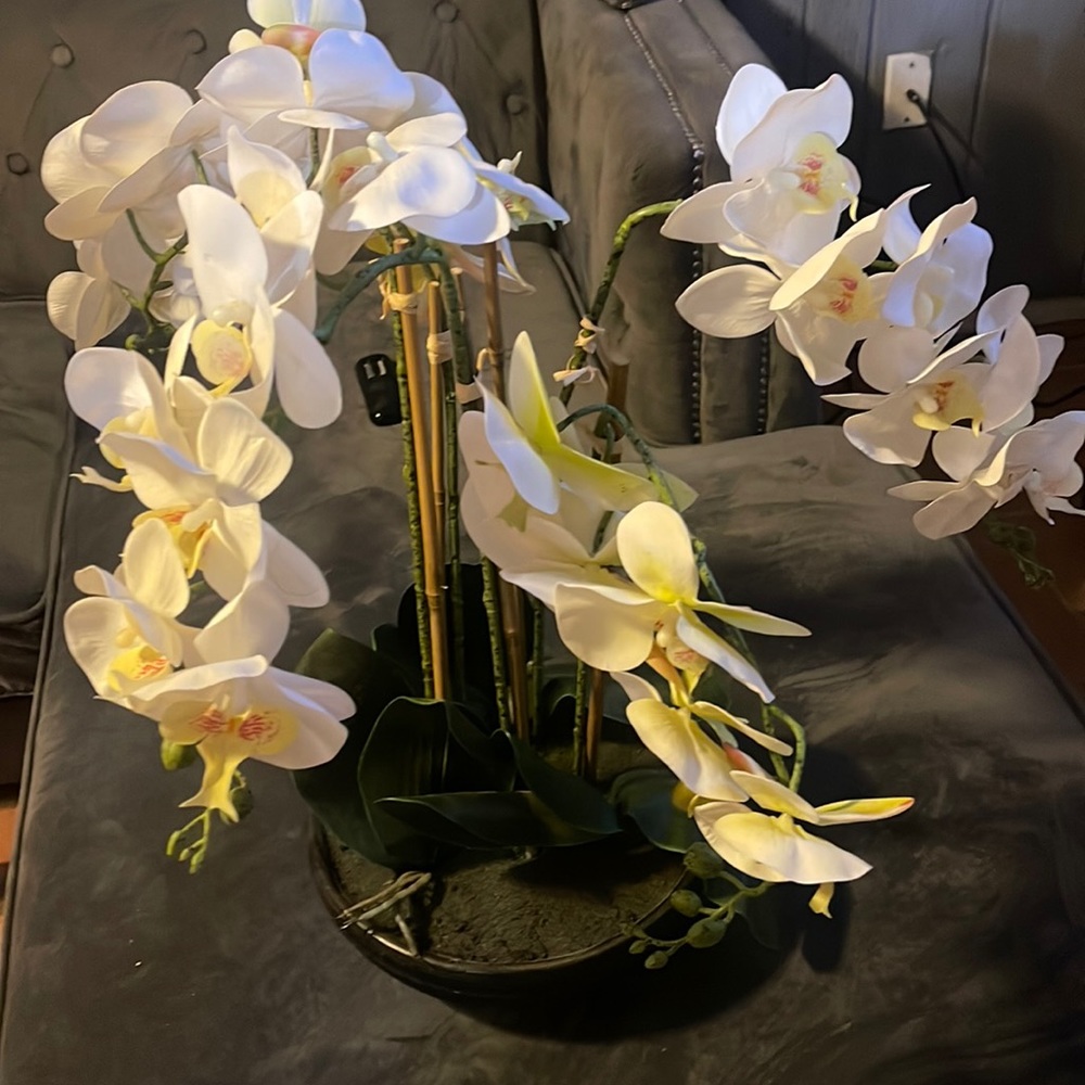 Plant